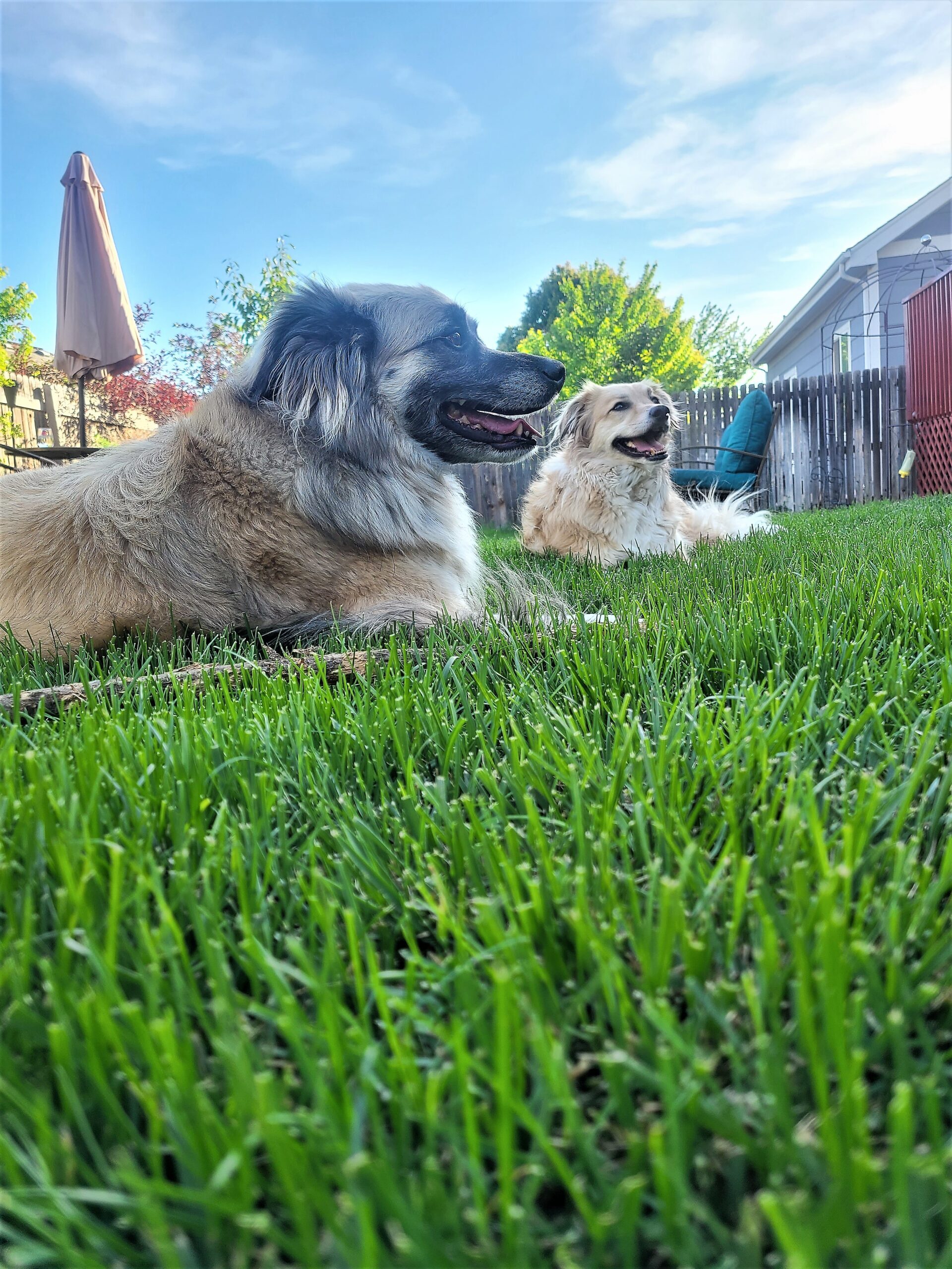 Two dogs sitting in grass