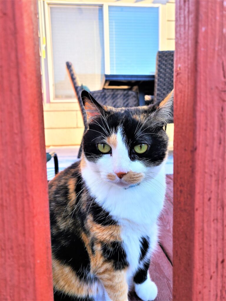 Calico cat sitting on deck