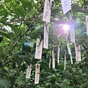 Name cards in modern calligraphy hanging from tree branches