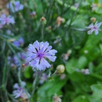 Cornflower growing in Melissa's garden